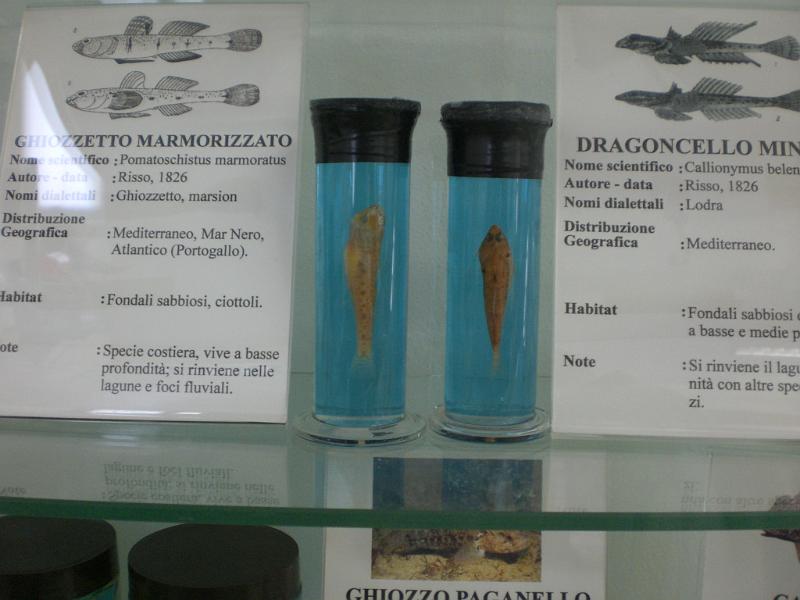 Pomatoschistus marmoratus and Callyonimus belenus.JPG